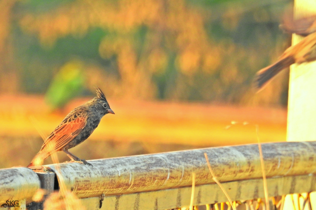 Crested Bunting