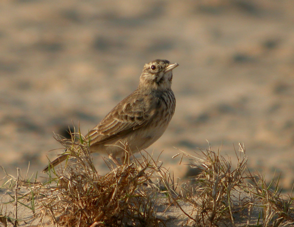 Crested Lark