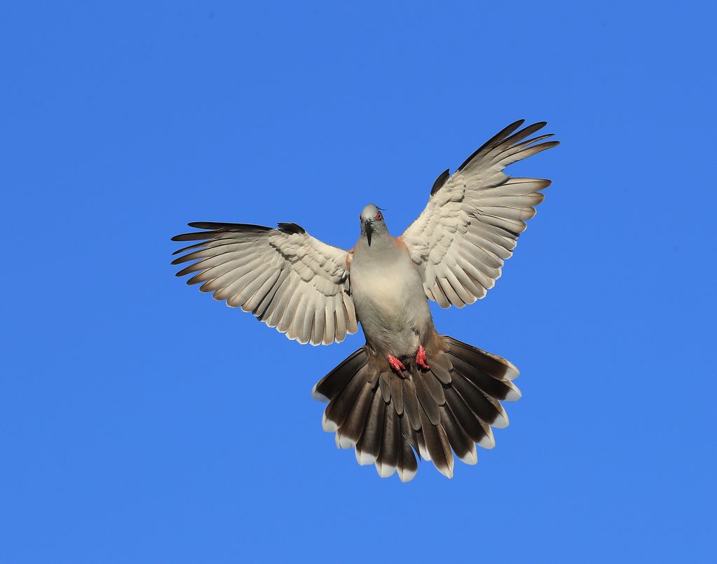 Crested Pigeon