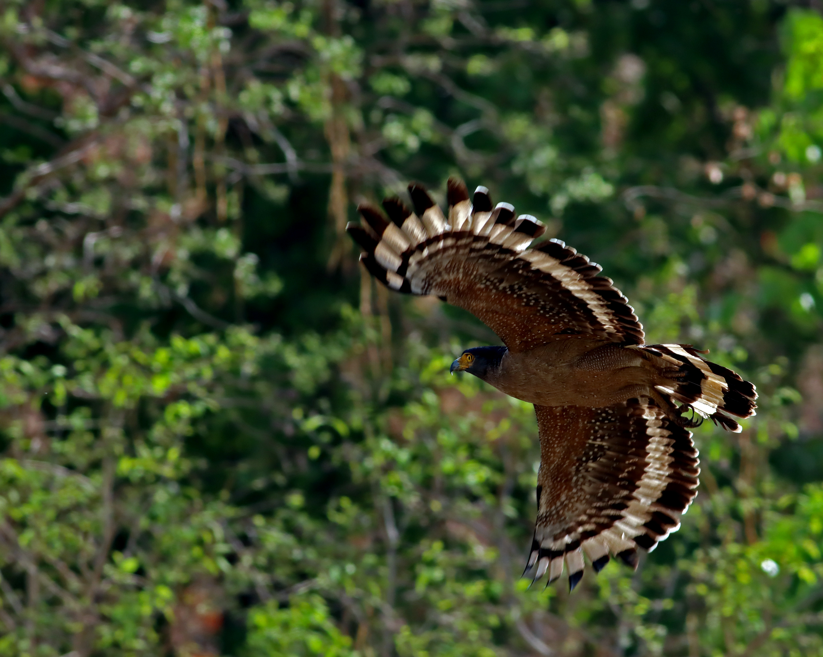 Crested serpent eagle