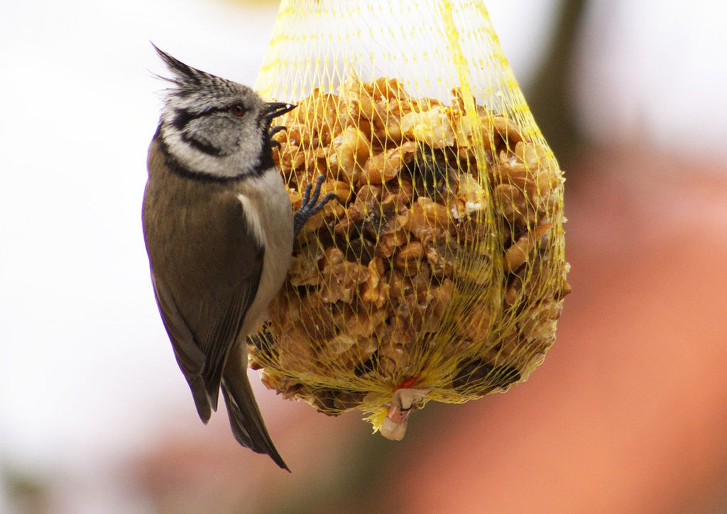 crested tit