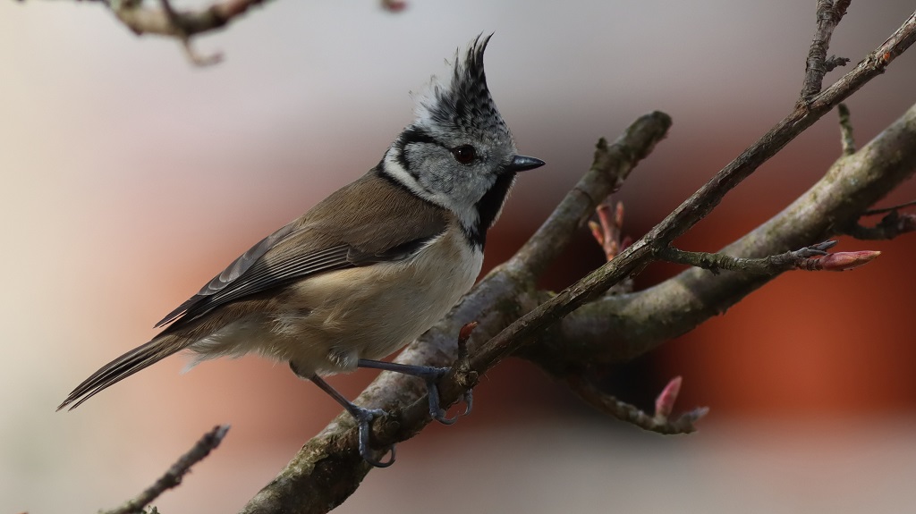 crested tit