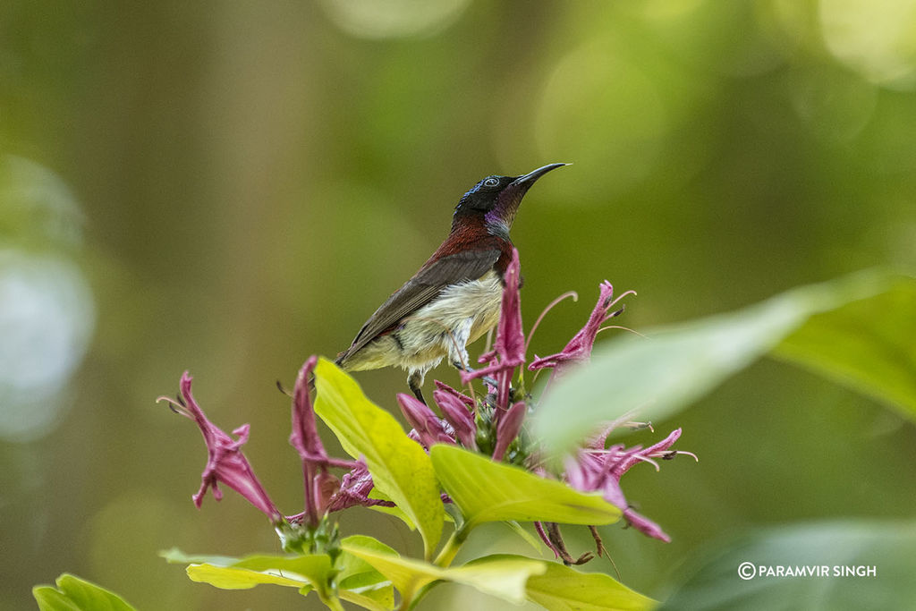 Crimson Backed Sunbird