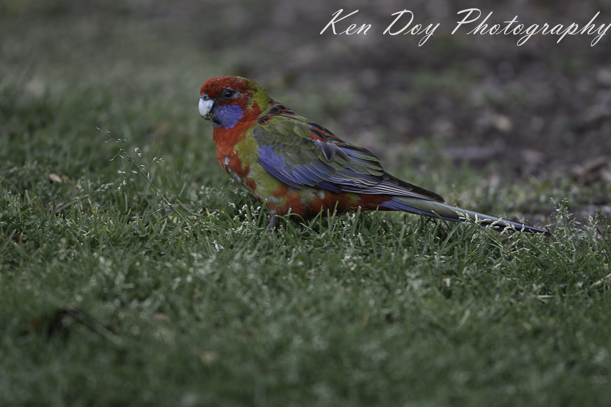 Crimson Rosella ( Imm 1st Yr ).