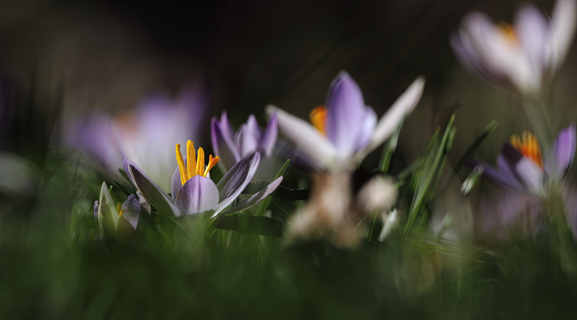 Croci