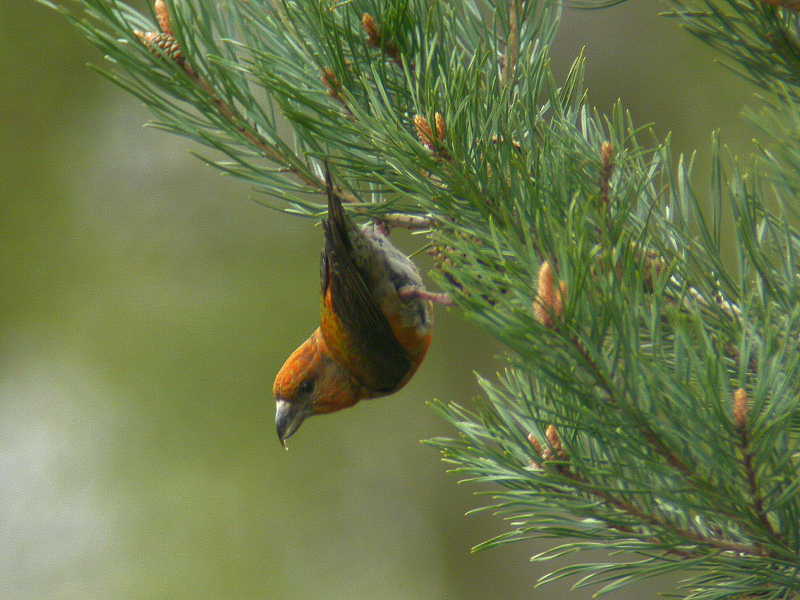 Crossbill (male)