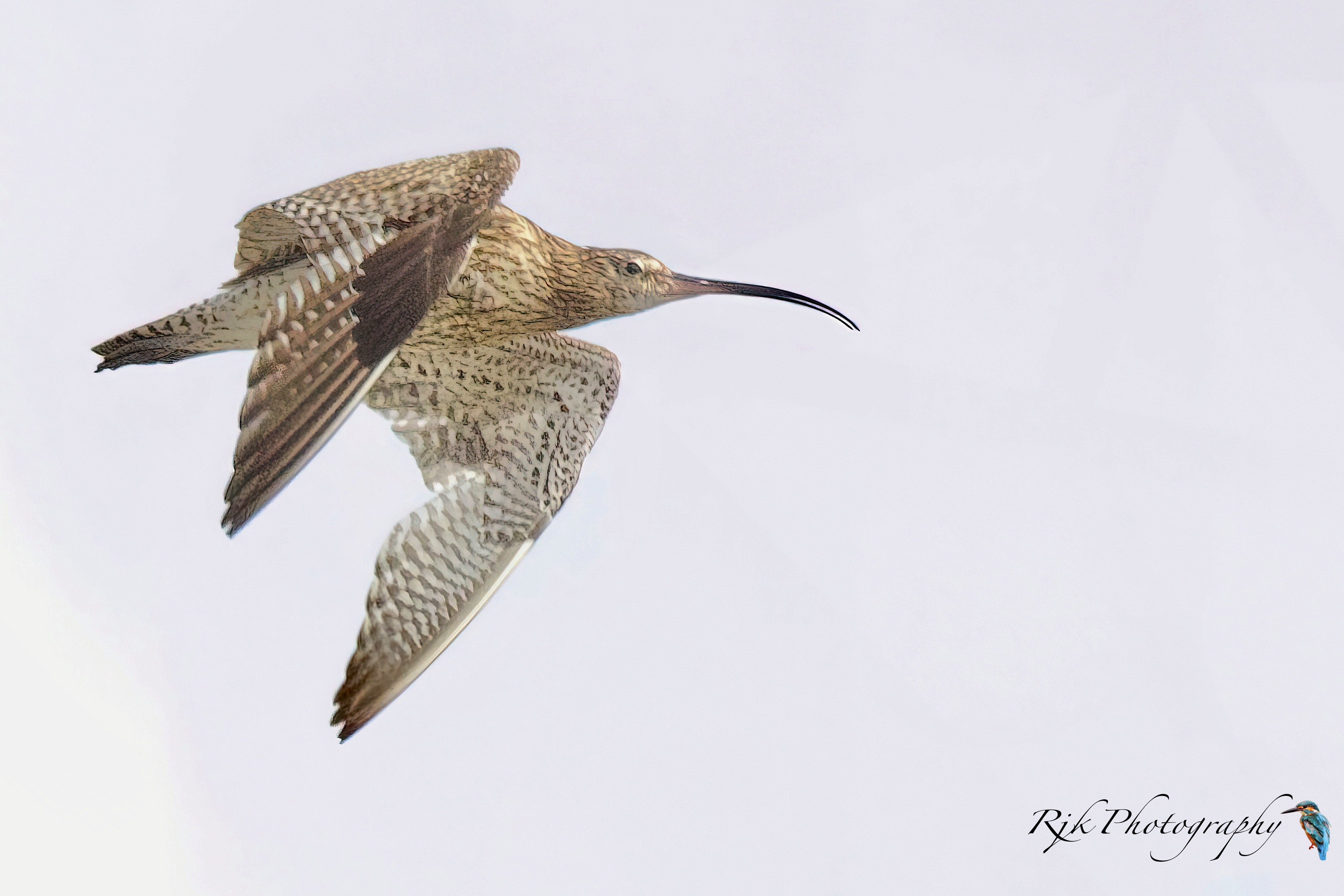 Curlew in flight 2