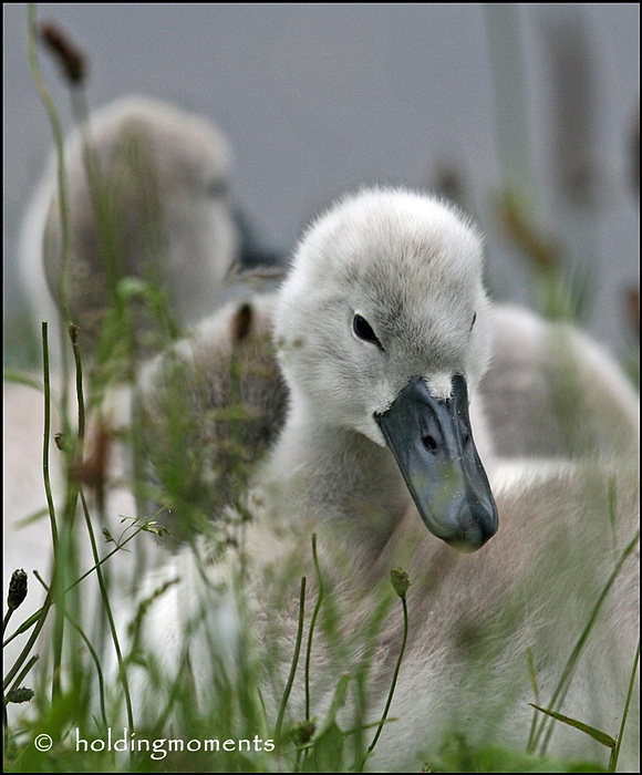 Cygnets