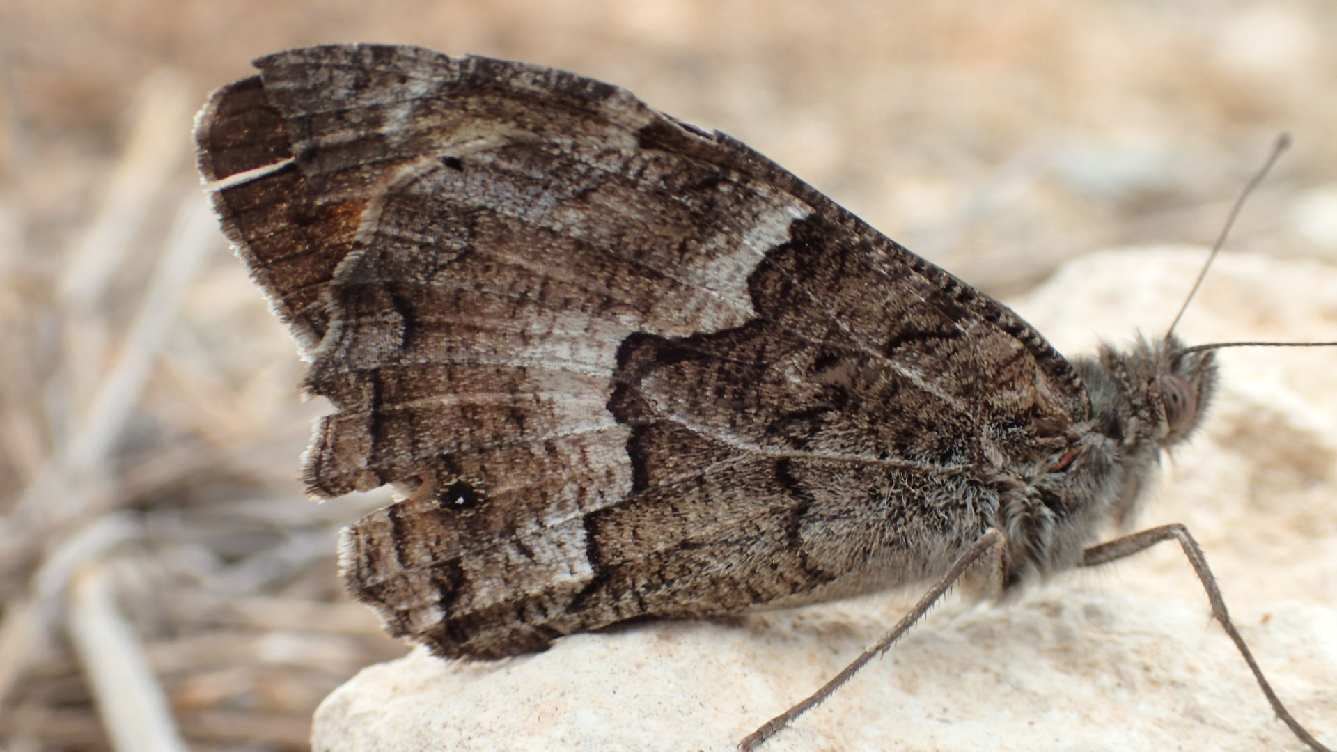 Cyprus Grayling.JPG