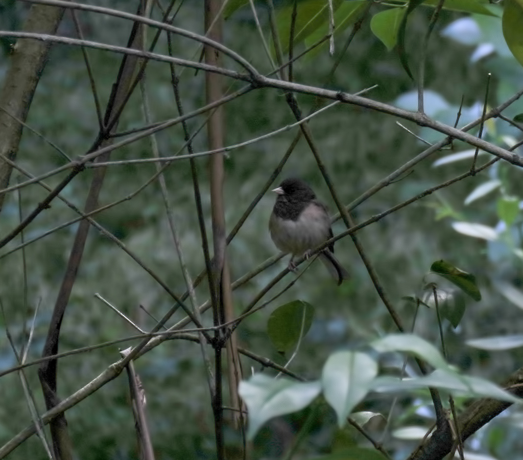 Dark-Eyed Junco (after)