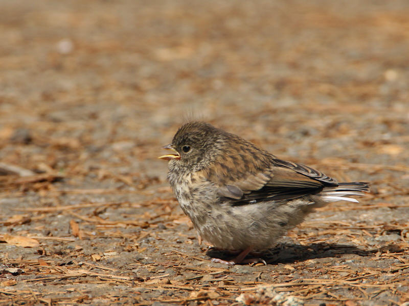 Dark-eyed Junco, Oregon, Juvenile 