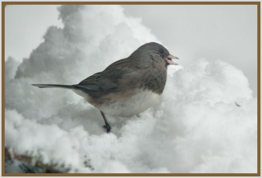 Dark-eyed Junco