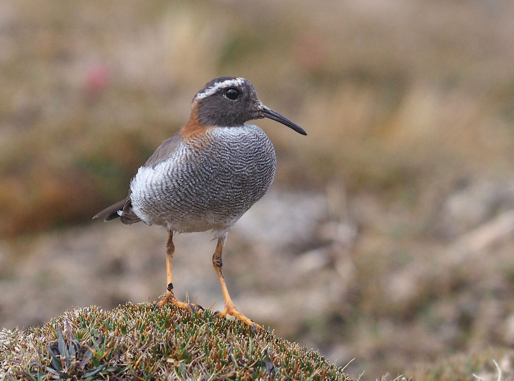 Diademed Sandpiper-Plover