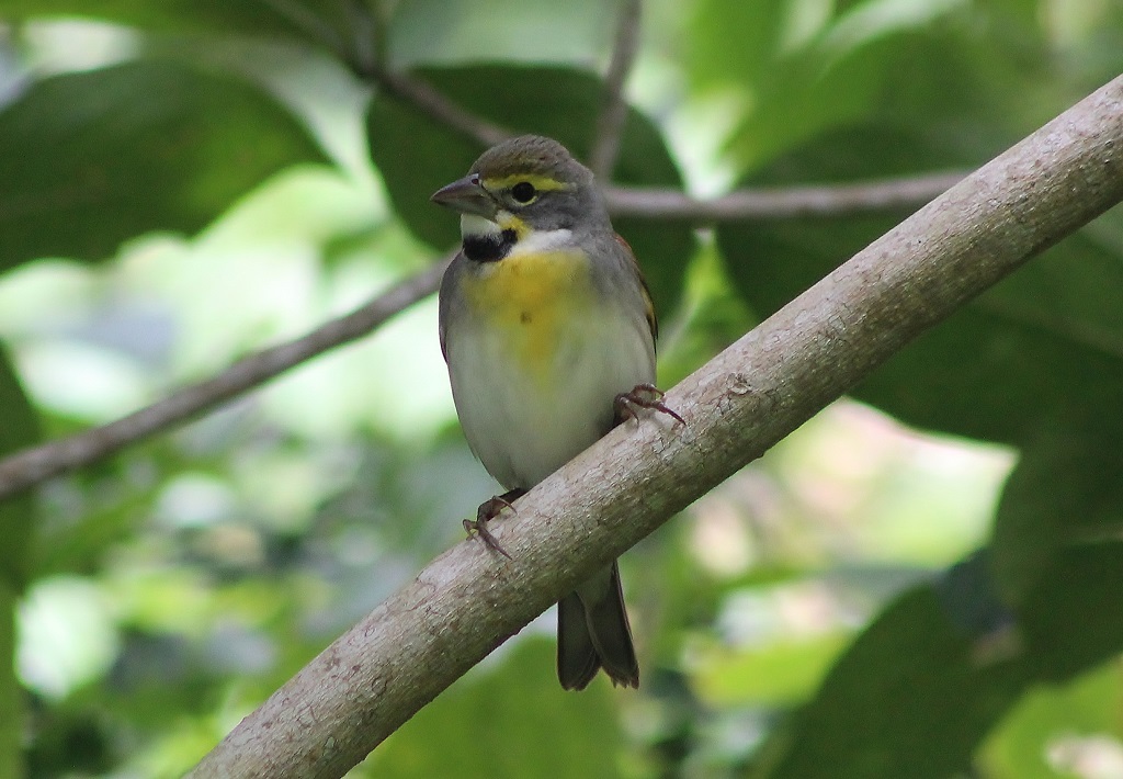 Dickcissel (male)