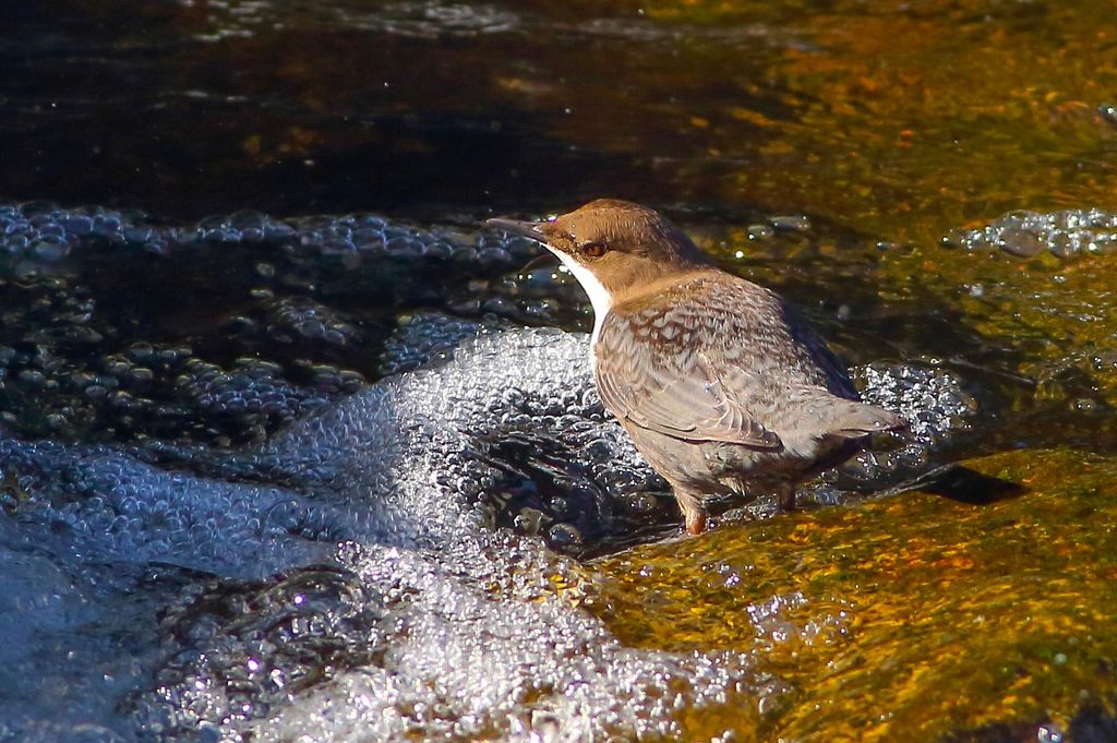 Dipper