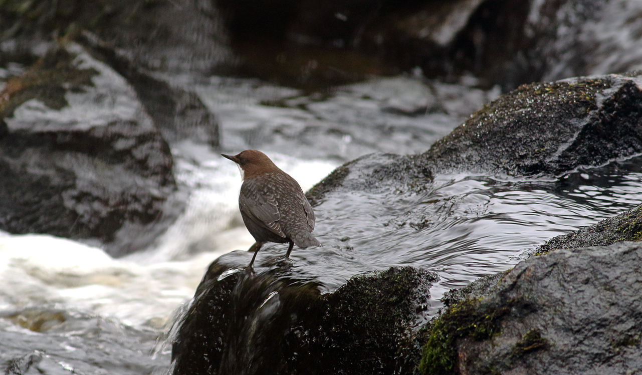 Dipper