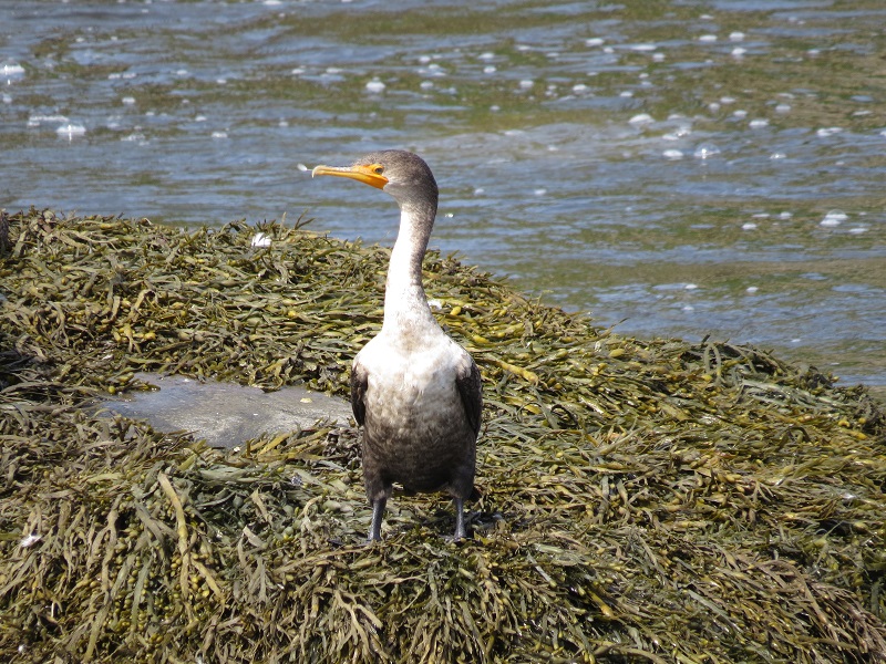 Double-crested cormorant(Immature)