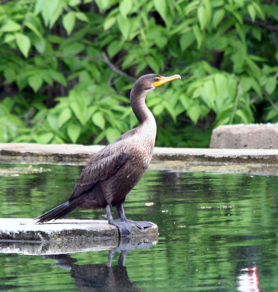 Double-crested Cormorant