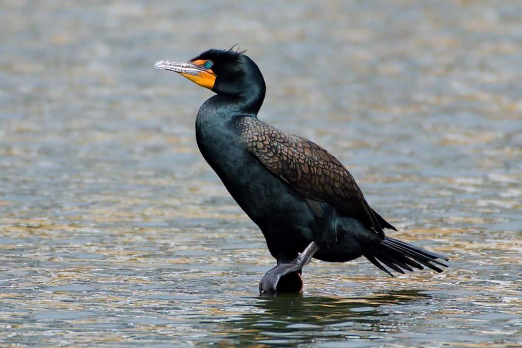 Double crested cormorant