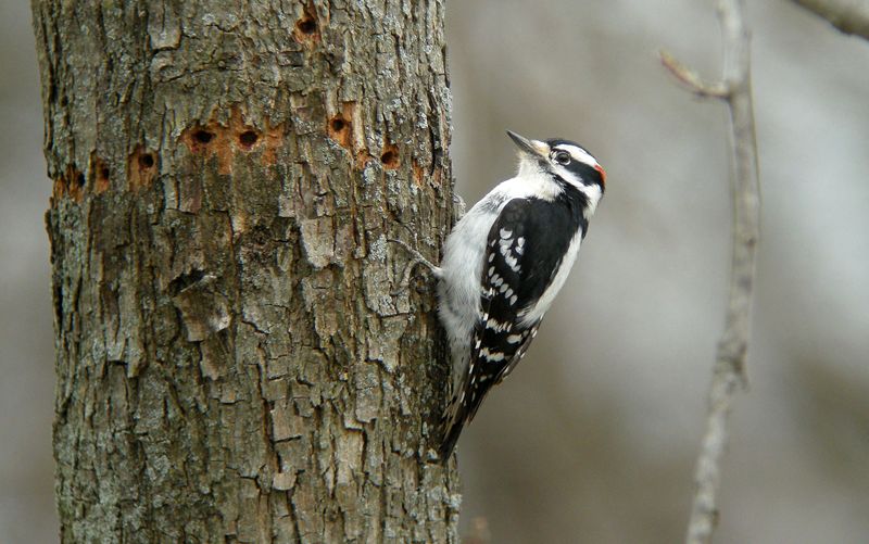 Downy Woodpecker (male)