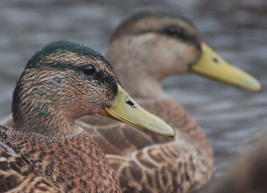 Duck heads in the rain!