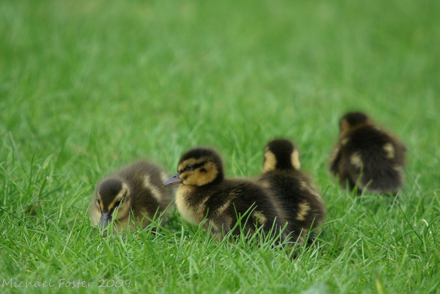 Duckling Exploration