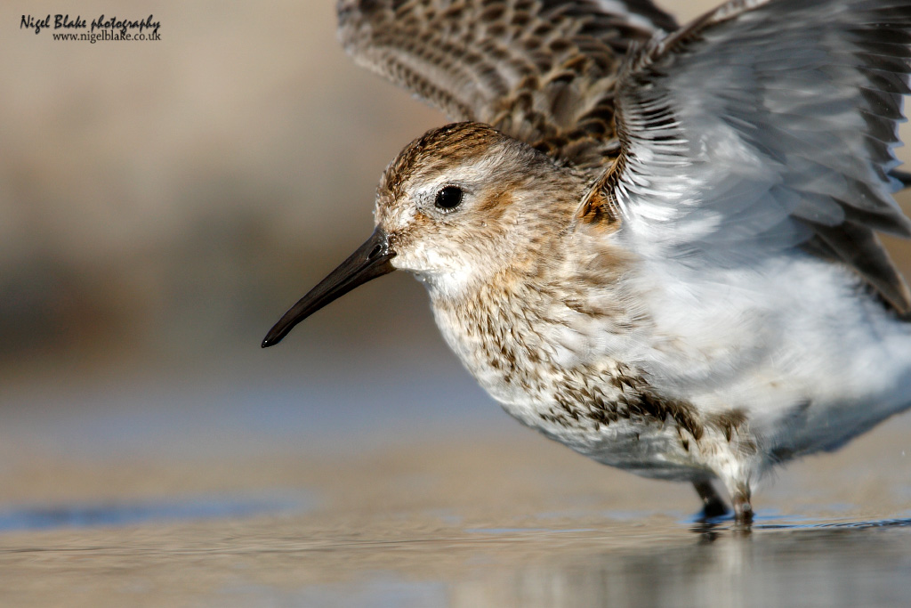 Dunlin, Calidris alpina