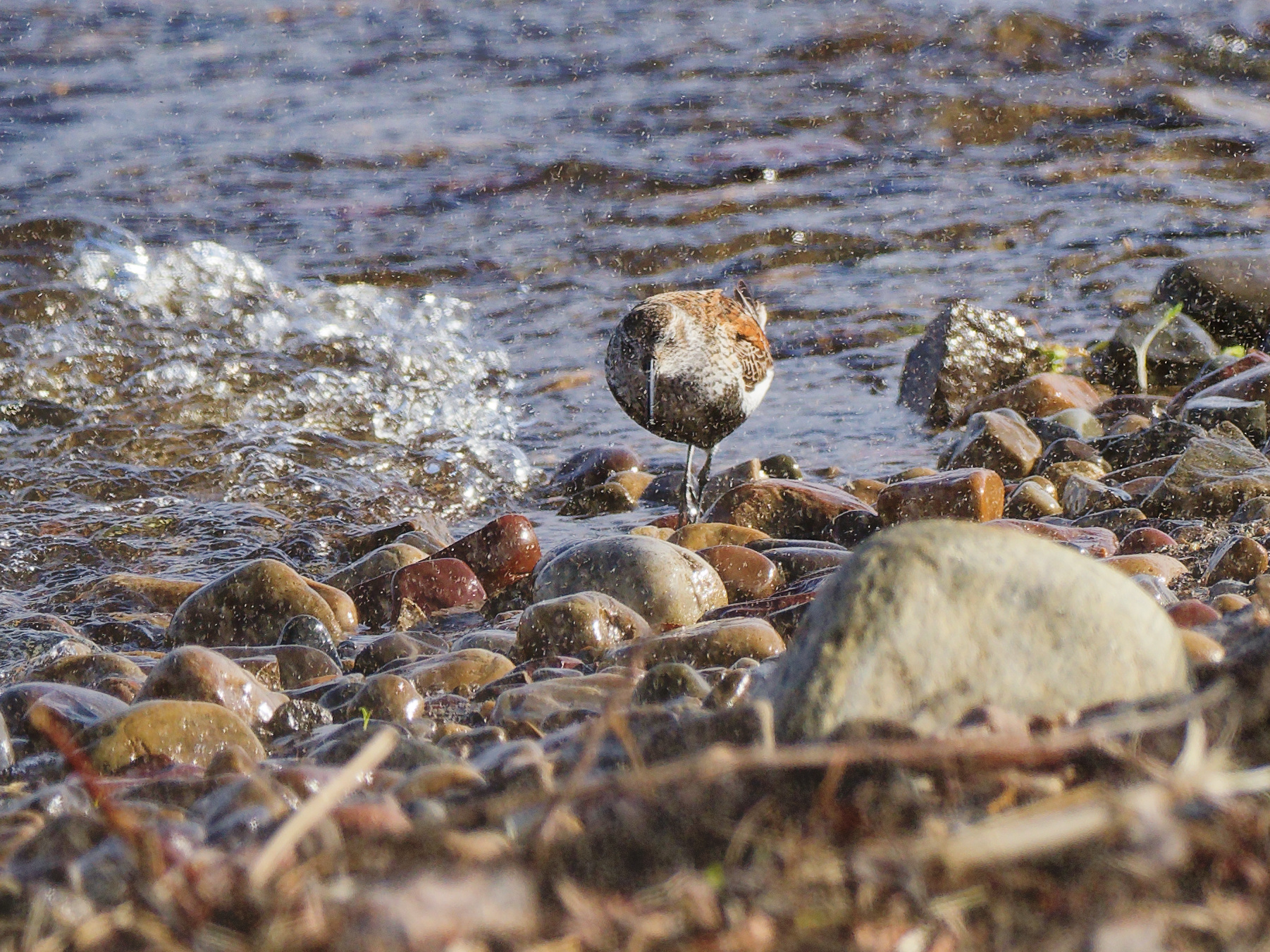 Dunlin in water spray