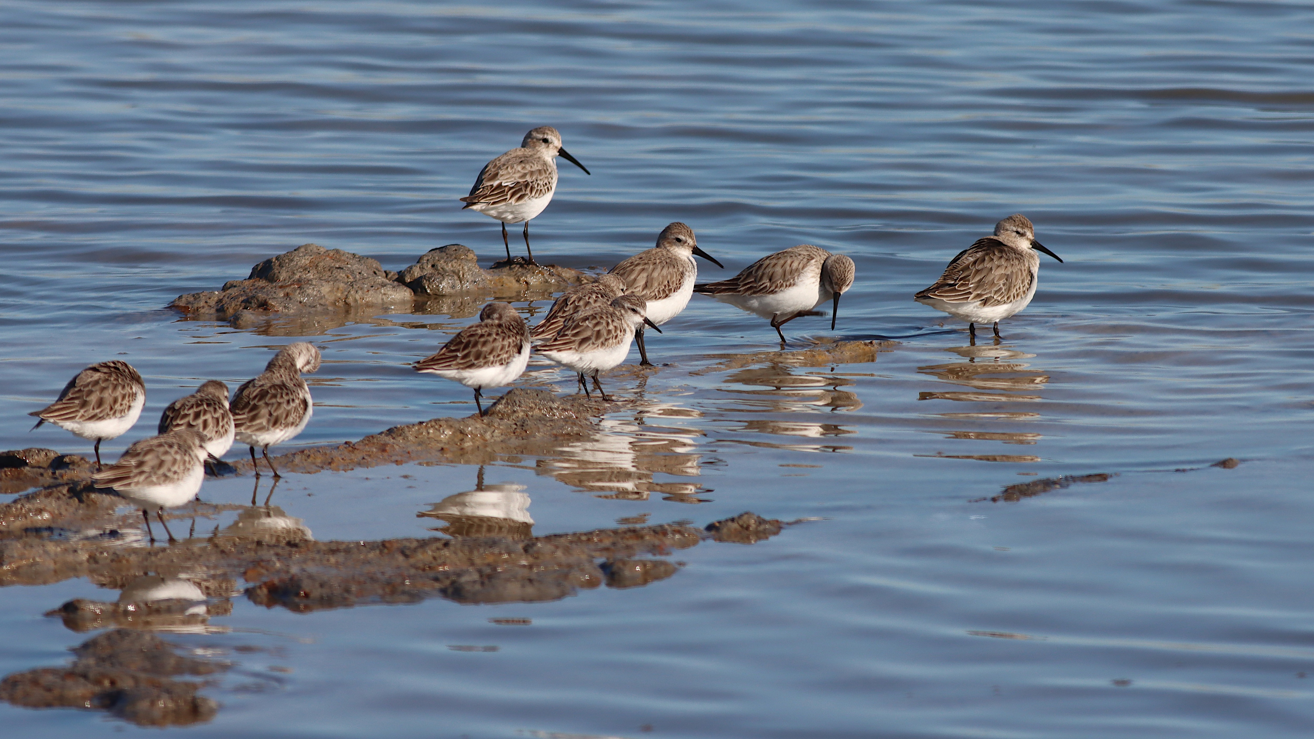 dunlins