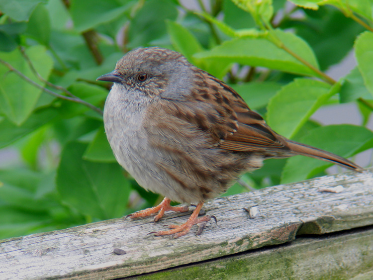 Dunnock