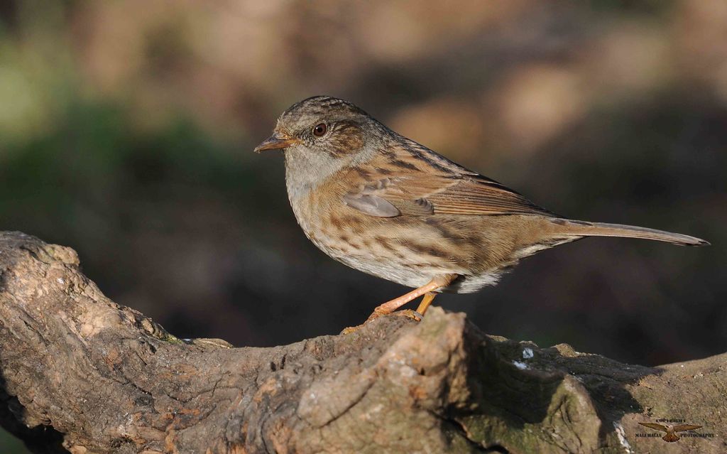 Dunnock