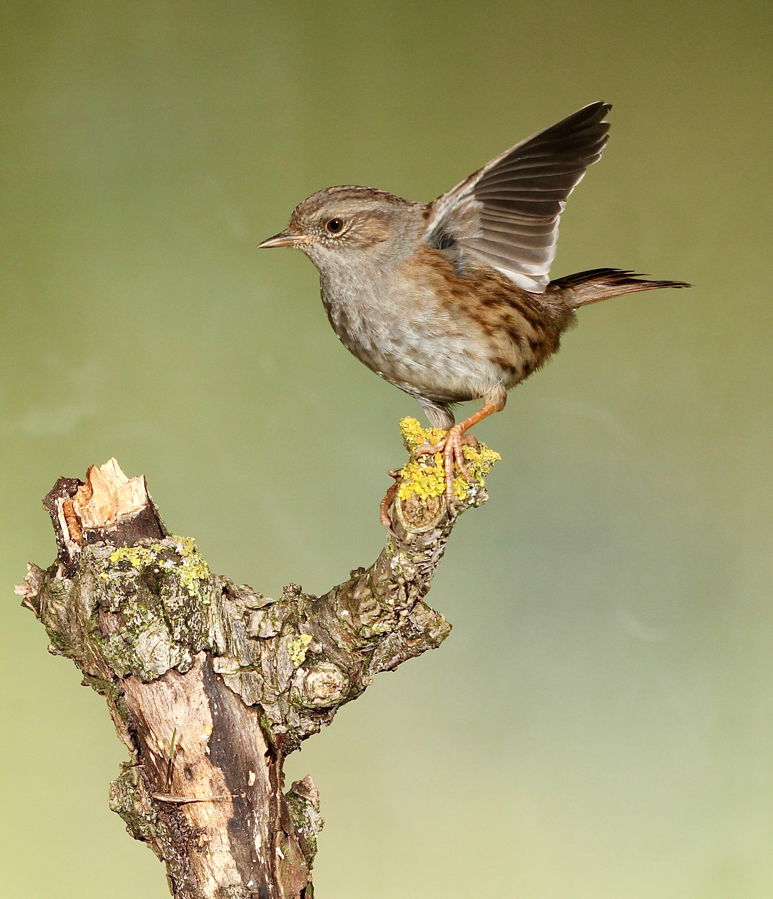 Dunnock