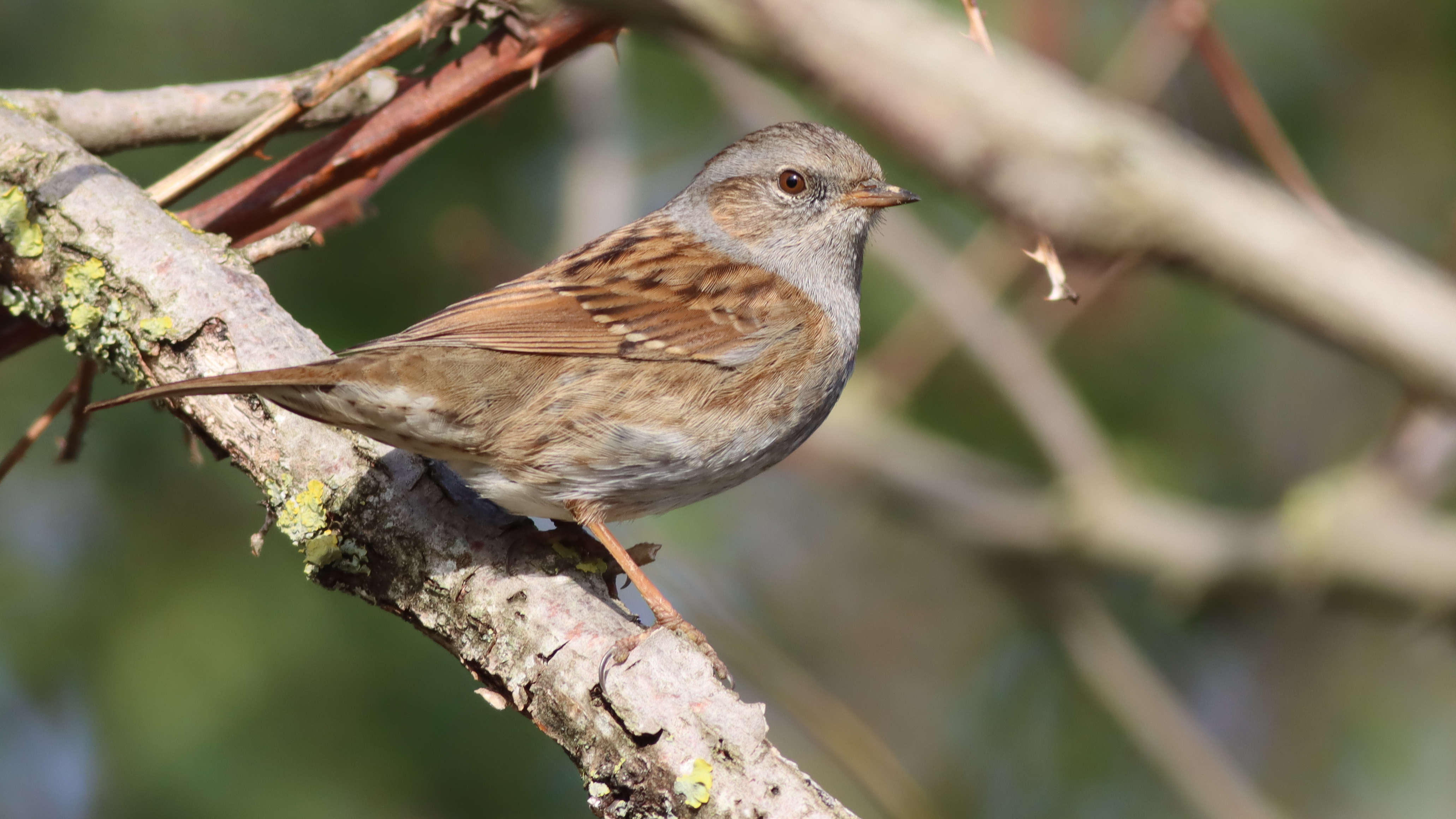 dunnock