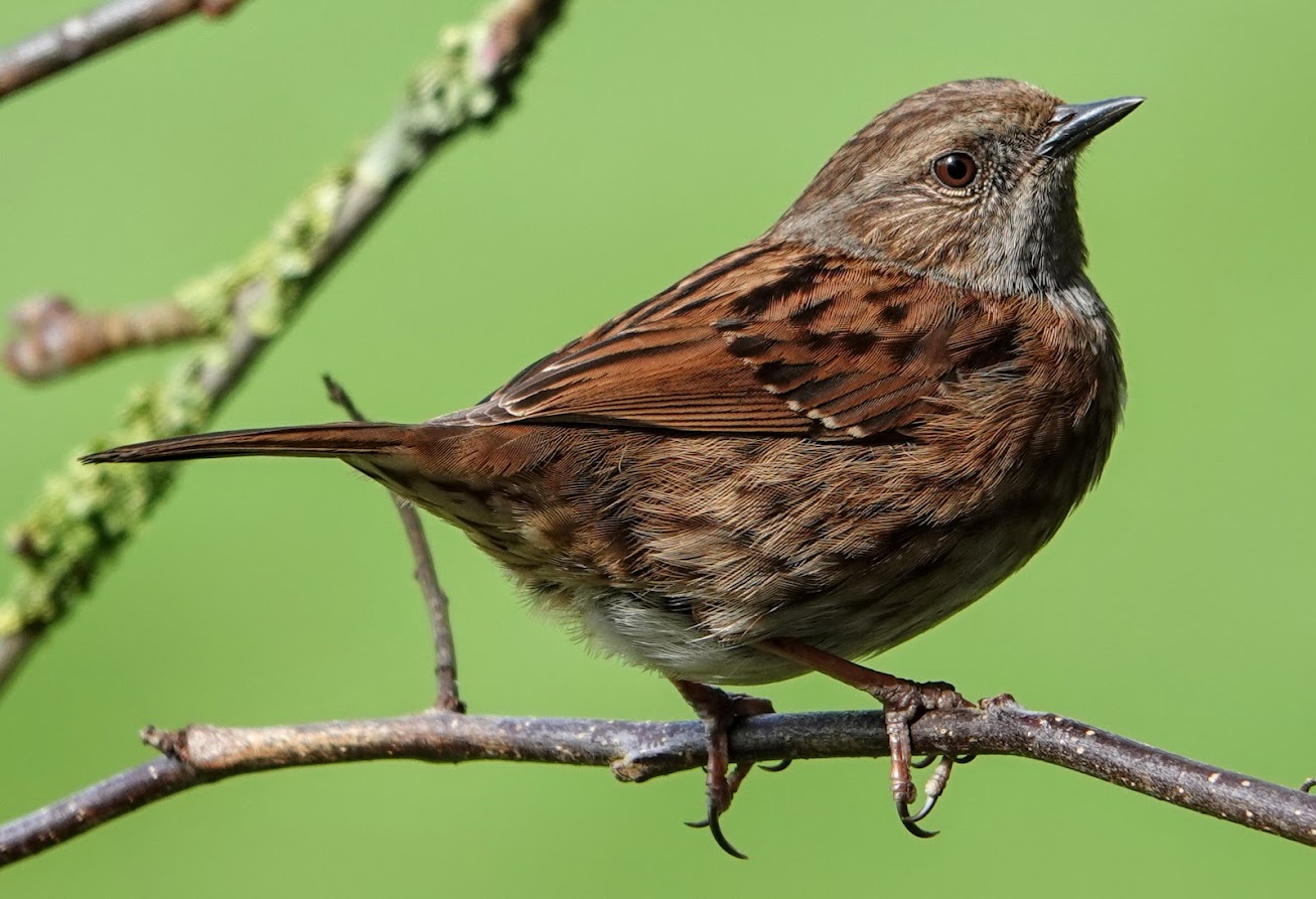 Dunnock