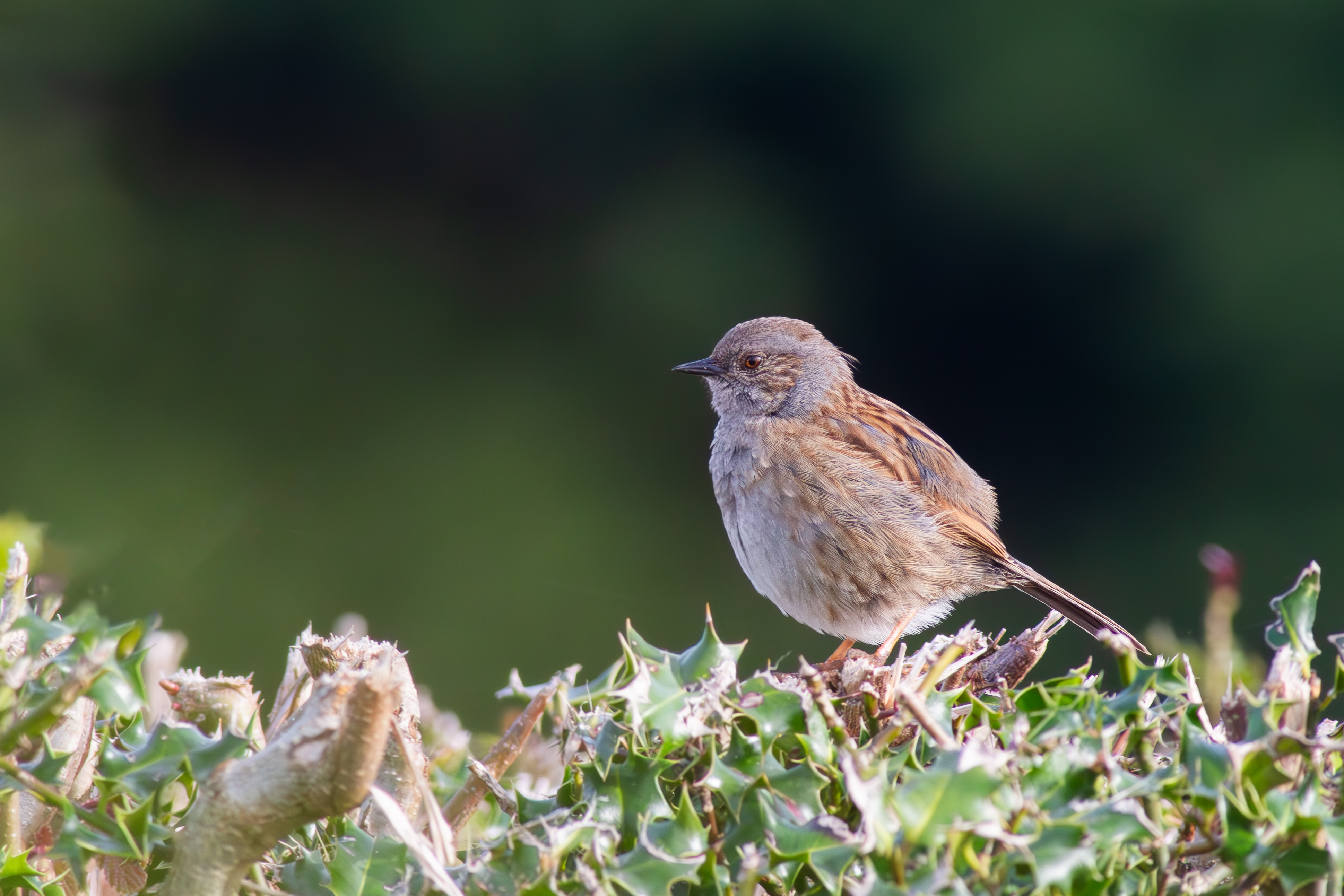 Dunnock