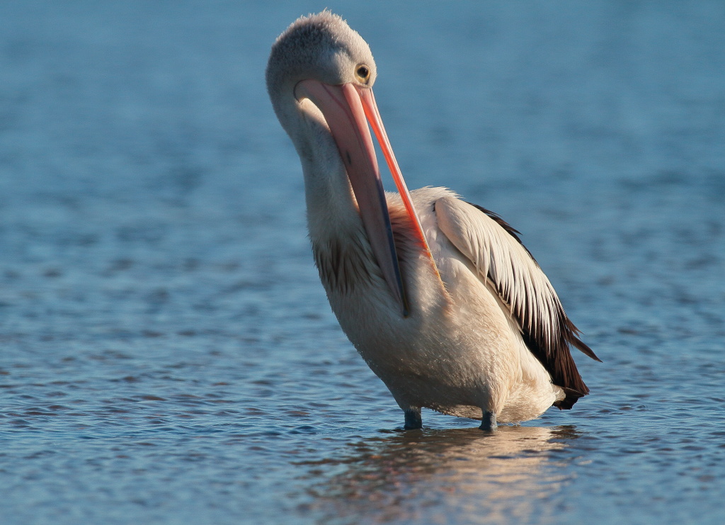 Early morning ablutions 1 | BirdForum