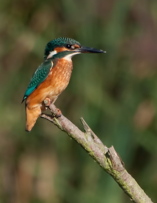 Early Morning Kingfisher