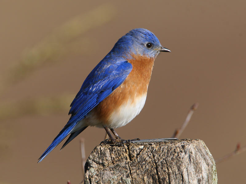 Eastern Bluebird | BirdForum