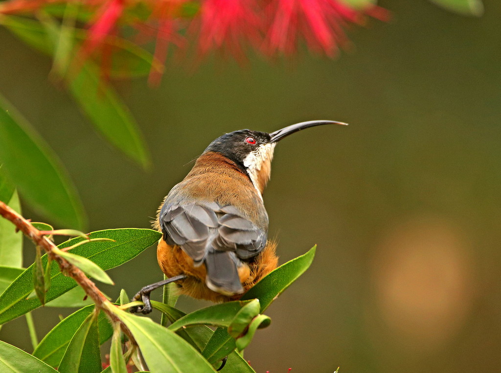 Eastern Spinebill