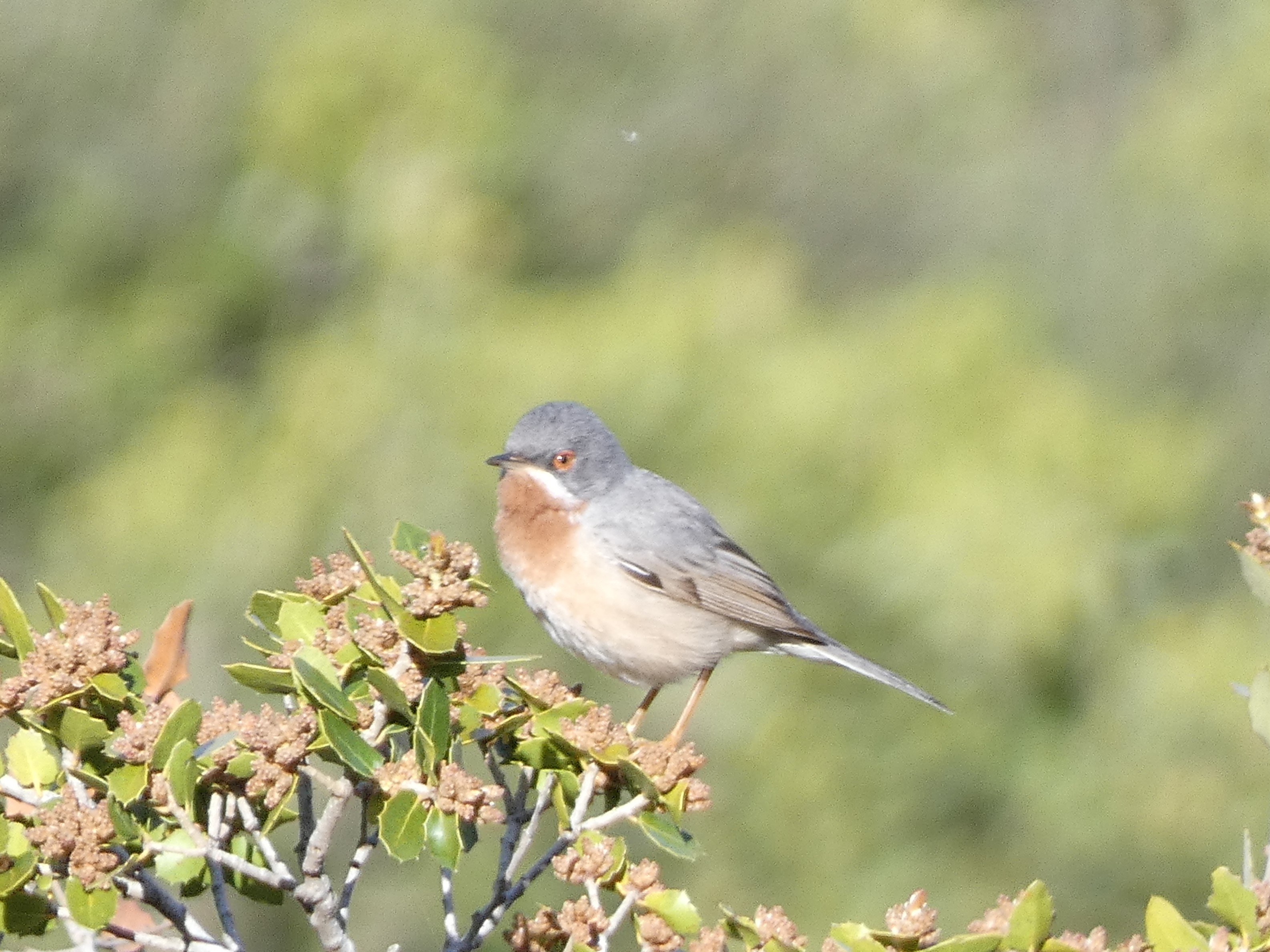 Eastern Subalpine Warbler