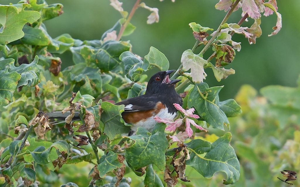 Eastern Towhee