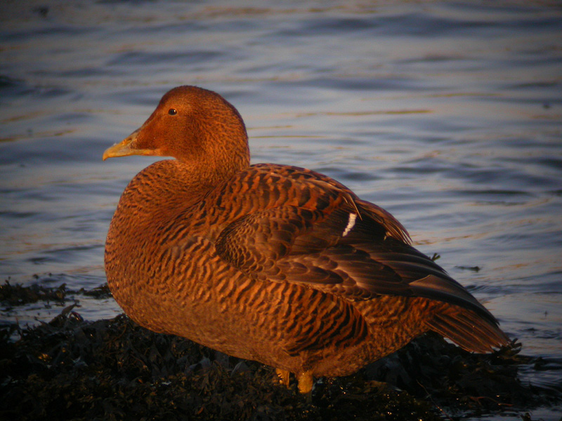 Eider