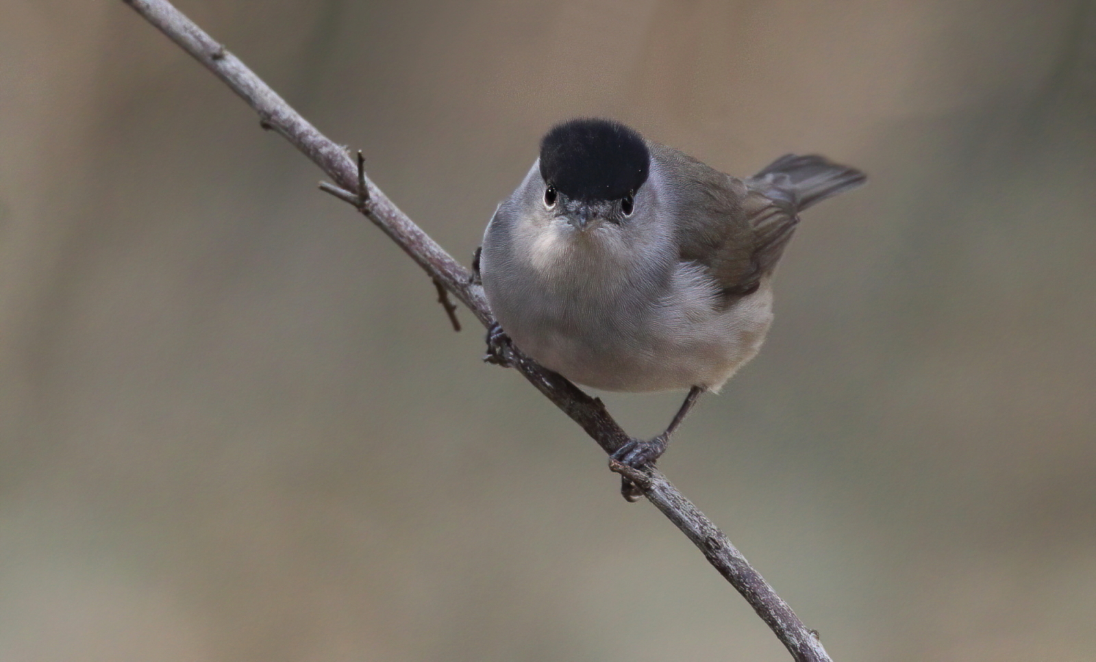 Eurasian blackcap