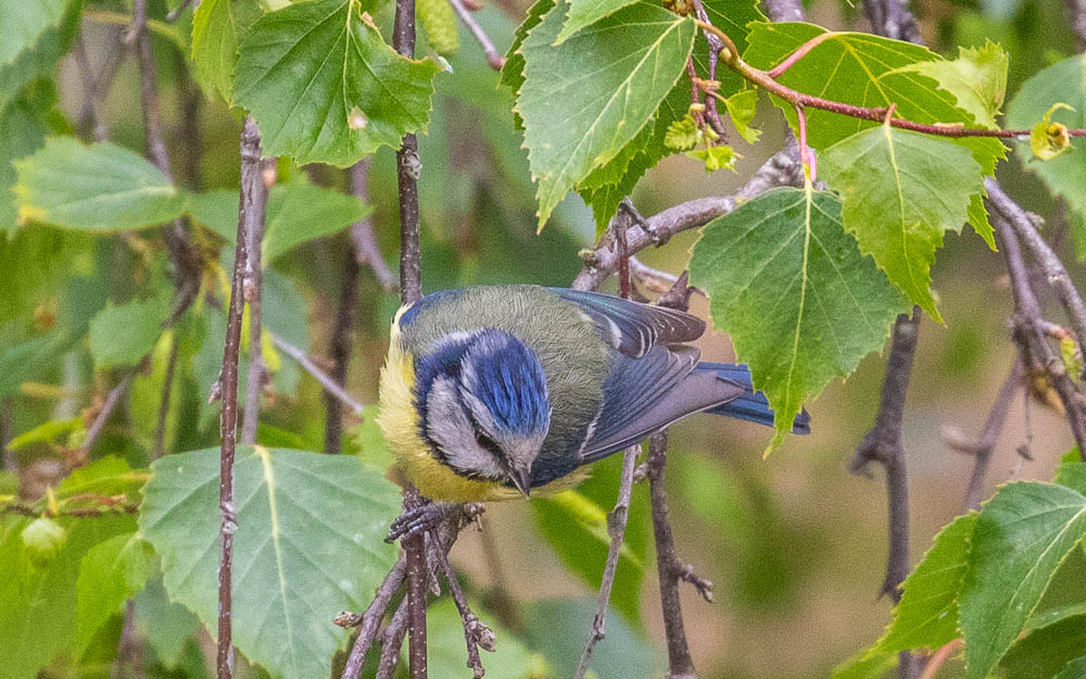 Eurasian Blue Tit