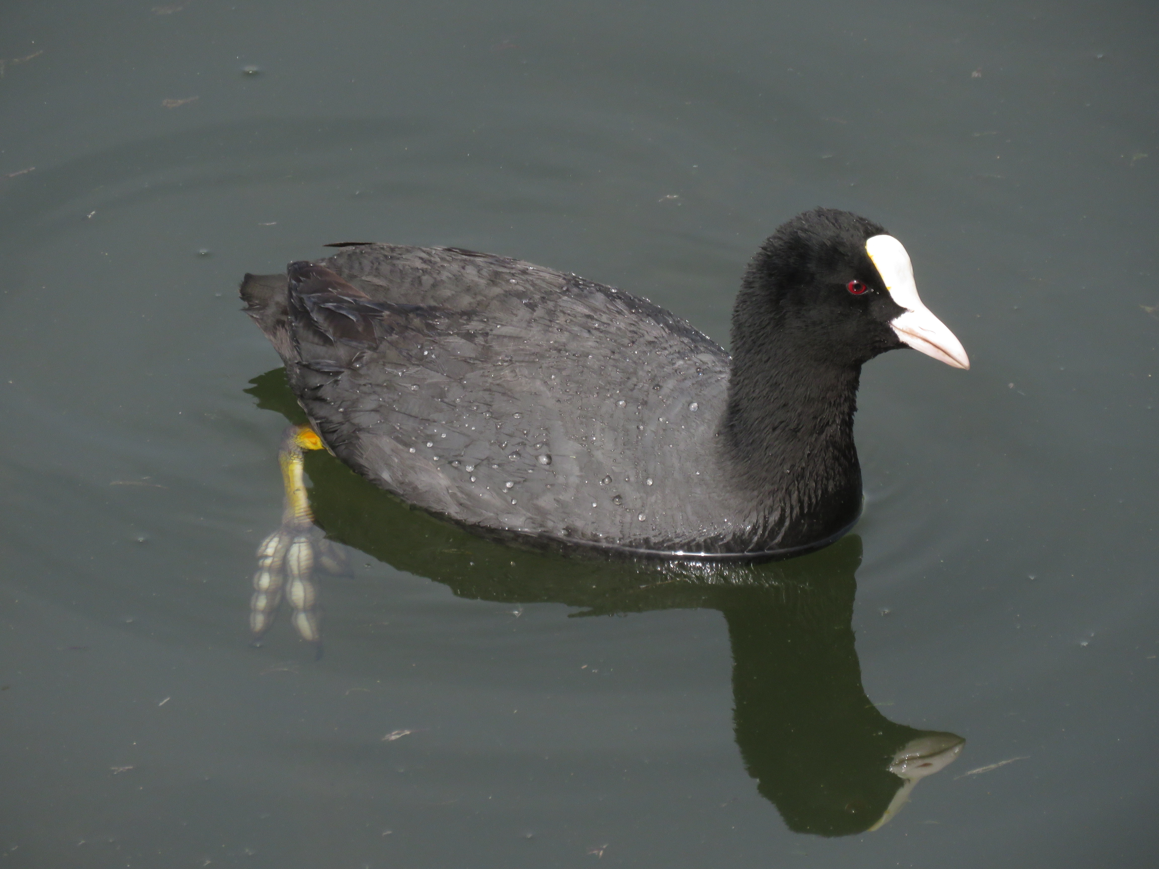 Eurasian Coot, Female