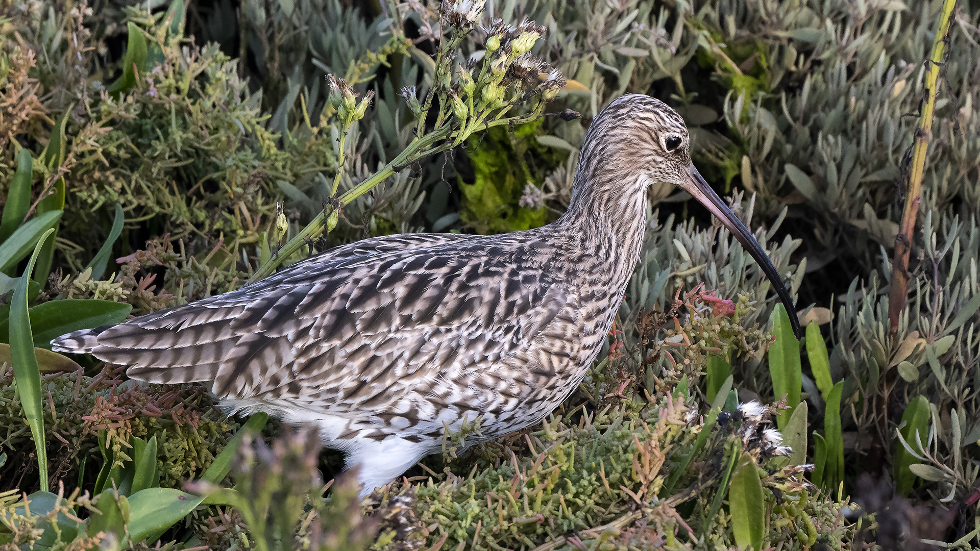 Eurasian Curlew