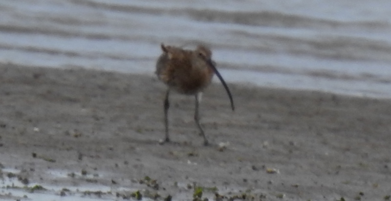 Eurasian Curlew