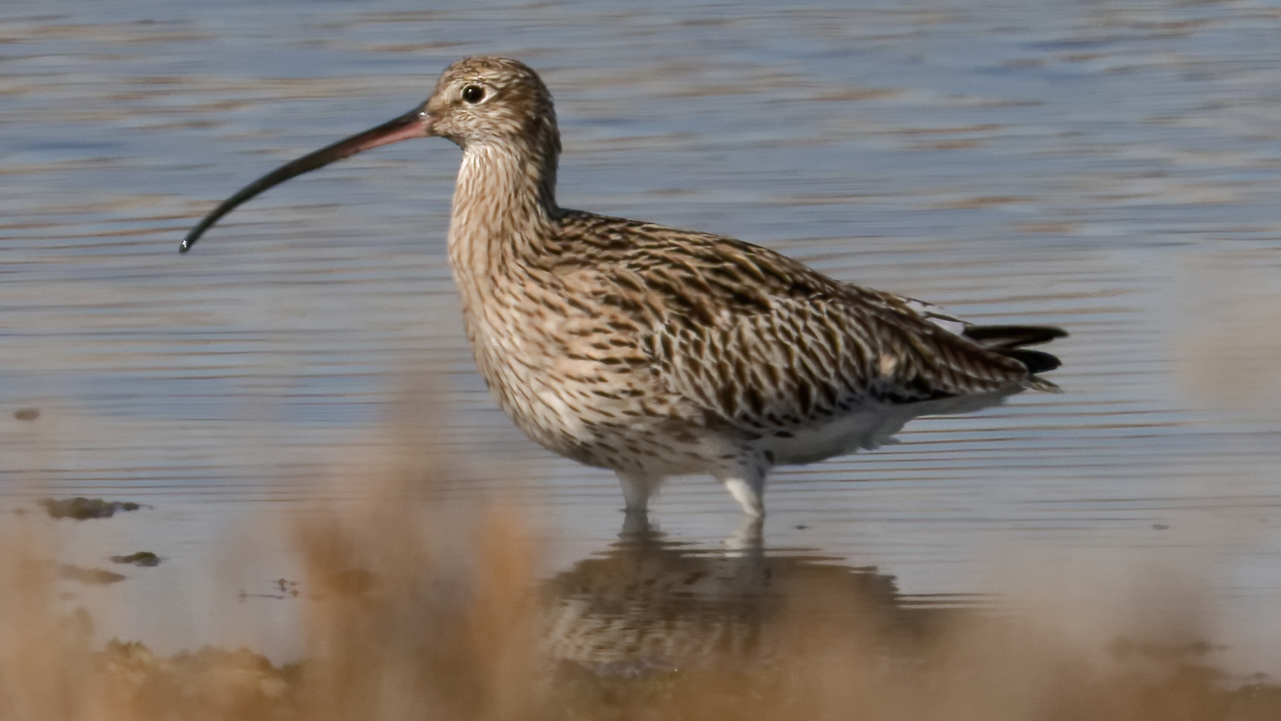 Eurasian Curlew