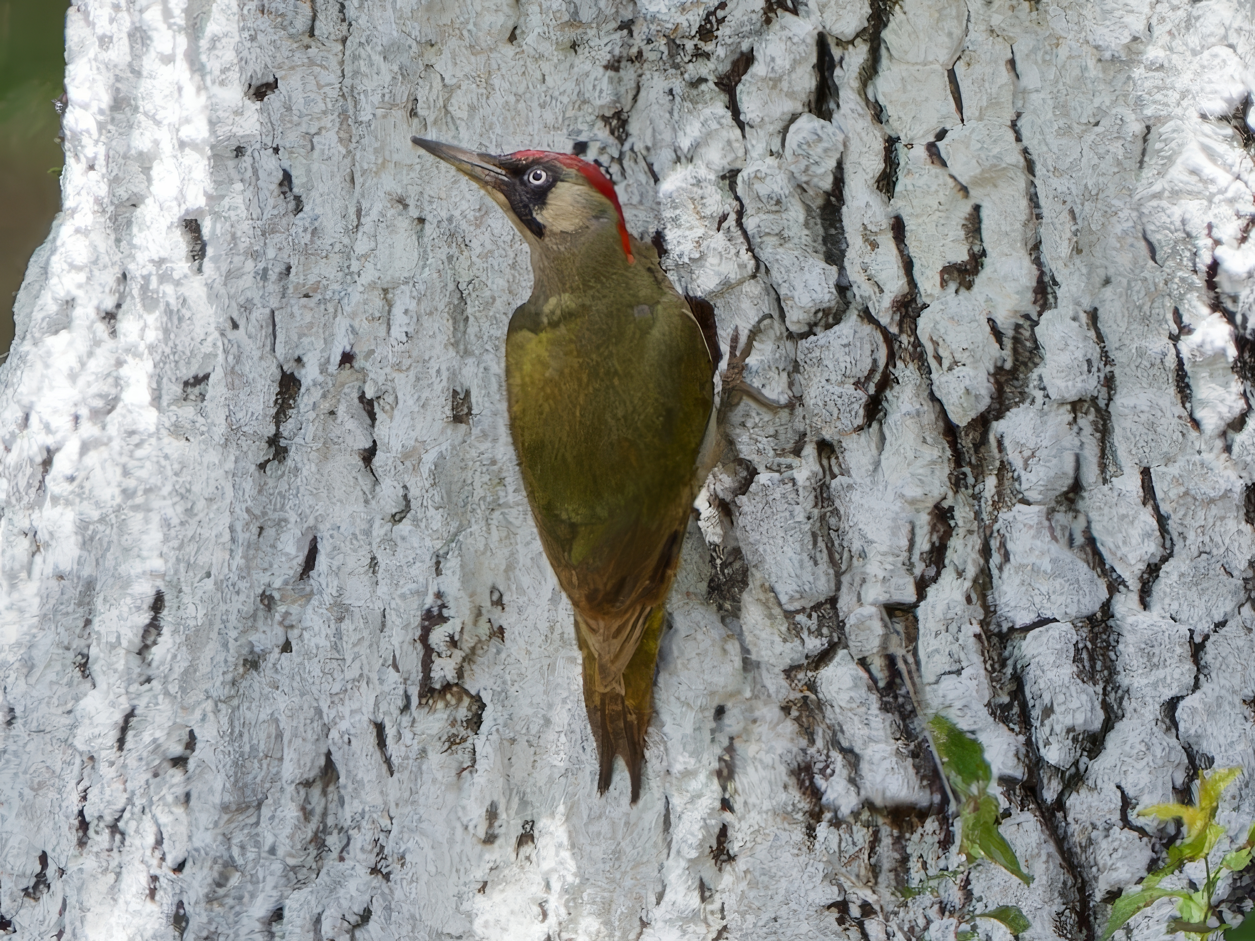 Eurasian Green Woodpecker