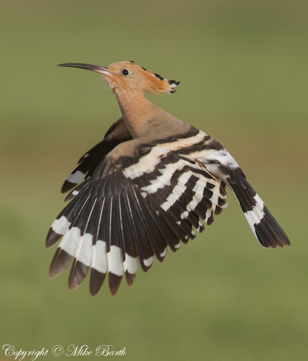 Eurasian Hoopoe